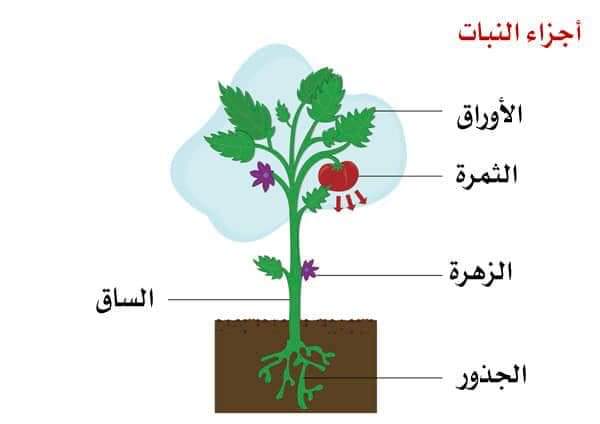 بحث حول مراحل نمو النبات_دورة حياة نبتة الفول